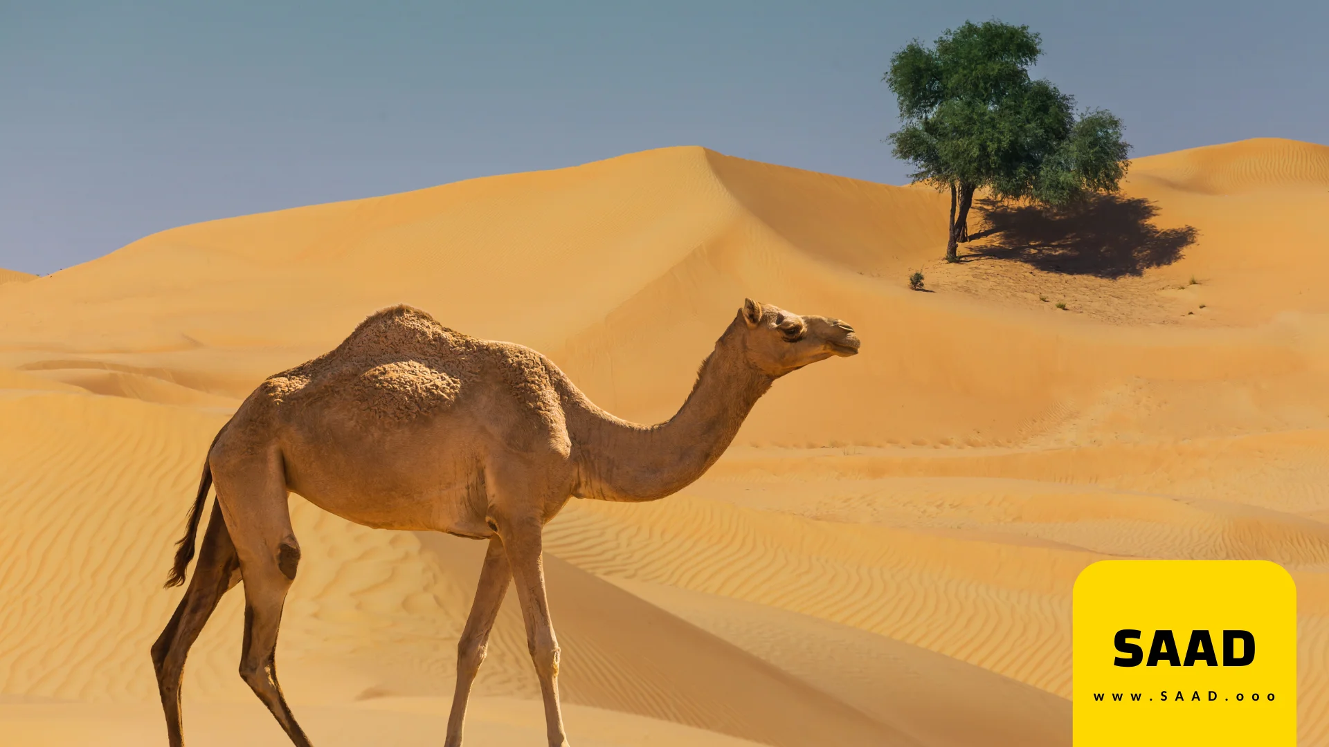 كيف تحصل حيوانات الصحراء على الماء
