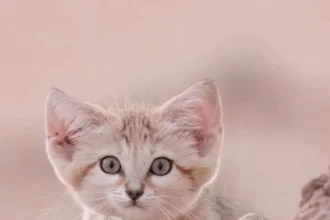 قط شبه الجزيرة العربية